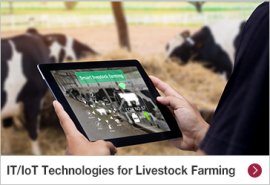 IT/IoT Technologies for Livestock Farming