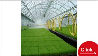 Irrigation System for Greenhouse