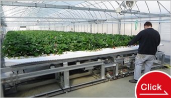 イチゴ移動栽培装置