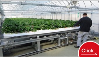 Strawberry mobile cultivation system