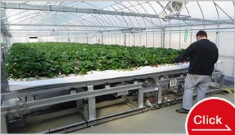 イチゴ移動栽培装置