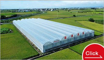 Robust Structure Greenhouse