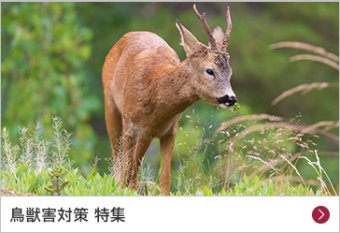 鳥獣害対策 特集