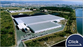 【施設園芸の要！】イノチオアグリのビニールハウス