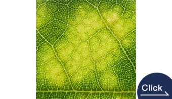 Plant Leaf Imaging Light Detector