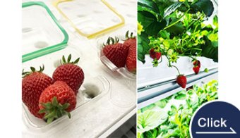 Aquaponics Strawberry Cultivation System