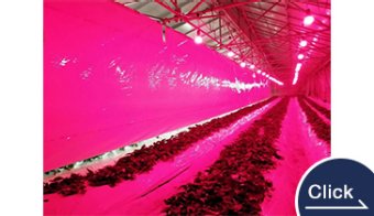 【HotaluX AGRI-RED】アザミウマ防除＆電照用LED電球