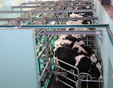 AI/Smart Livestock Farming Zone