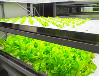 植物工場ゾーン