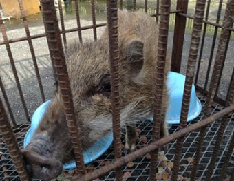 鳥獣害対策ゾーン